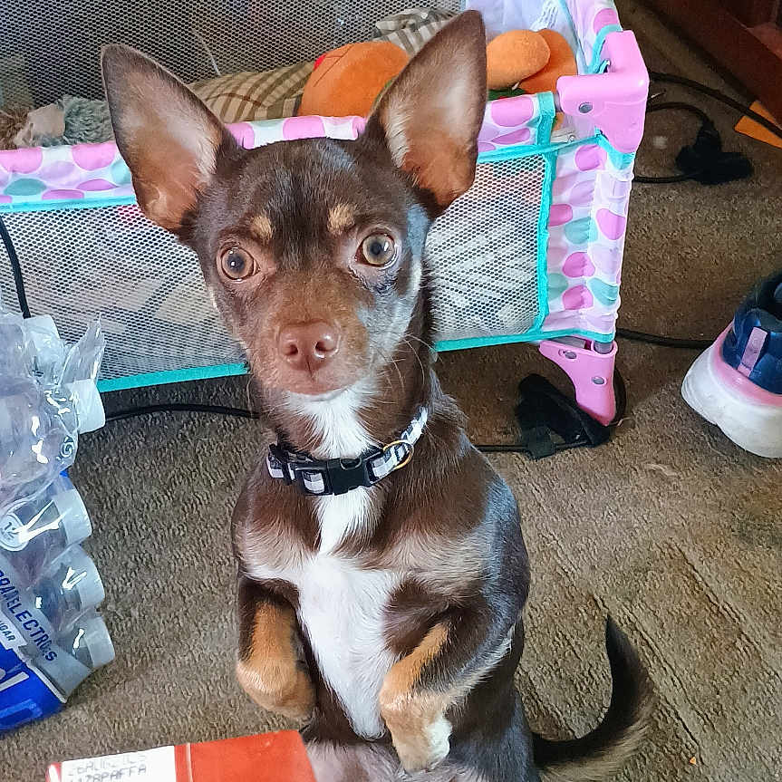 Mocha joined the competition — help win amazing prizes! accessories, animal, baby, box, canine, chihuahua, clothing, couch, dog, footwear, furniture, hound, indoors, person, pet, puppy, runningshoe, shoe, strap, wood