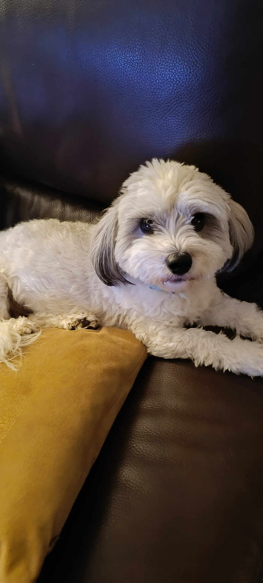 Ralf a rejoint le concours — aidez-le/la à gagner de superbes lots ! dog, pet, white_fur, couch, leather, pillow, indoor, relaxing, animal, companion, fur, cute, small_dog, resting, looking_at_camera, domestic, cozy, home, paw, snout