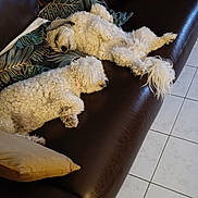Louna participe au concours pour gagner de l'argent avec cette photo : dog, sleeping, couch, leather, pillow, white_dog, tile_floor, indoor, pet, fur, relaxation, napping, curly_fur, companion, home, cozy, resting, animal, two_dogs, domestic
