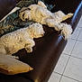 dog, sleeping, couch, leather, pillow, white_dog, tile_floor, indoor, pet, fur, relaxation, napping, curly_fur, companion, home, cozy, resting, animal, two_dogs, domestic