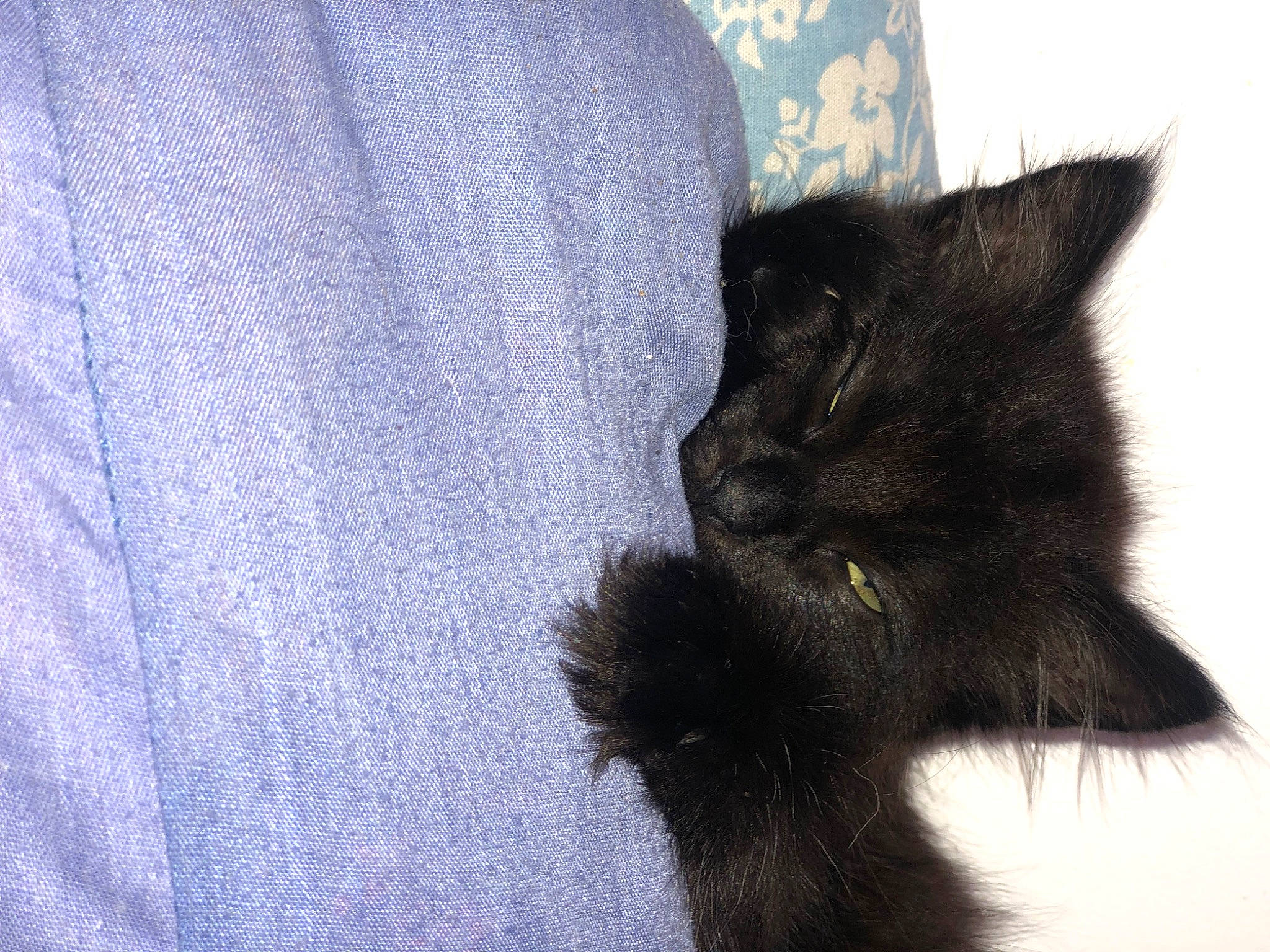 Céleste participe au concours pour gagner de l'argent avec cette photo : black_cat, bombay, carnivore, cat, claw, comfort, curtain, domestic_short_haired_cat, electric_blue, felidae, fur, grey, paw, sleeve, small_to_medium_sized_cats, snout, tail, whiskers, window, woven_fabric