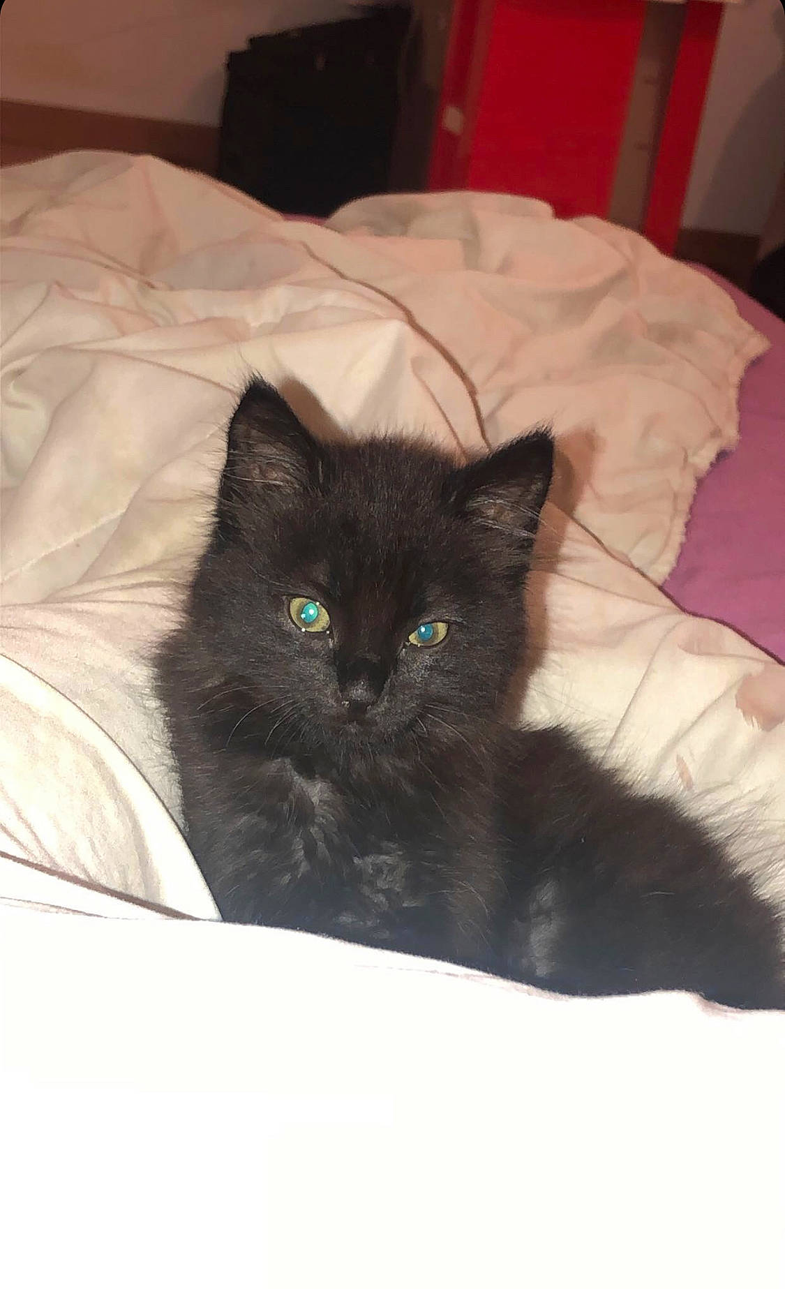 Céleste a rejoint le concours — aidez-le/la à gagner de superbes lots ! bed, black_cat, bombay, carnivore, cat, cat_supply, claw, comfort, domestic_short_haired_cat, eye, fawn, felidae, fur, grey, linens, small_to_medium_sized_cats, snout, tail, vertebrate, whiskers