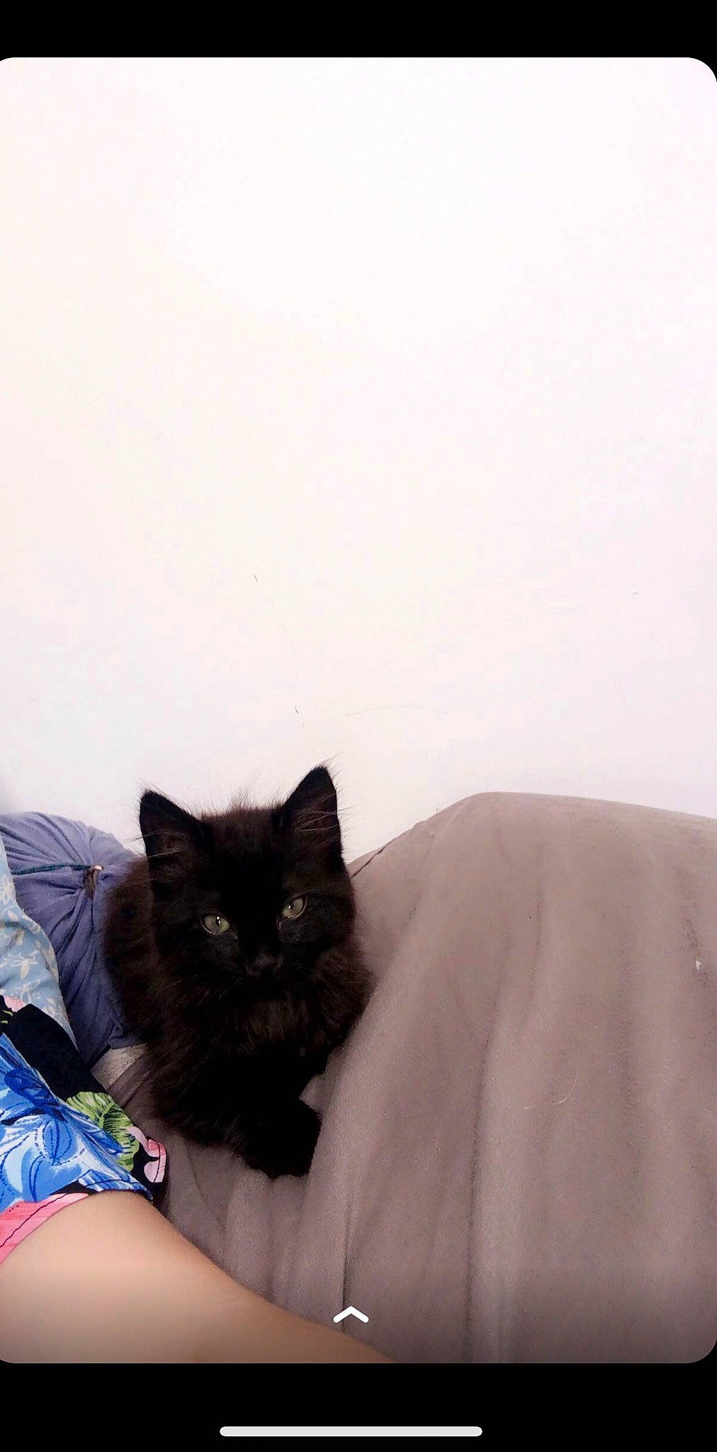 Céleste a rejoint le concours — aidez-le/la à gagner de superbes lots ! bed, bedding, black_cat, canidae, carnivore, cat, comfort, companion_dog, couch, domestic_short_haired_cat, felidae, flooring, fur, grey, human_leg, linens, small_to_medium_sized_cats, tail, thigh, whiskers