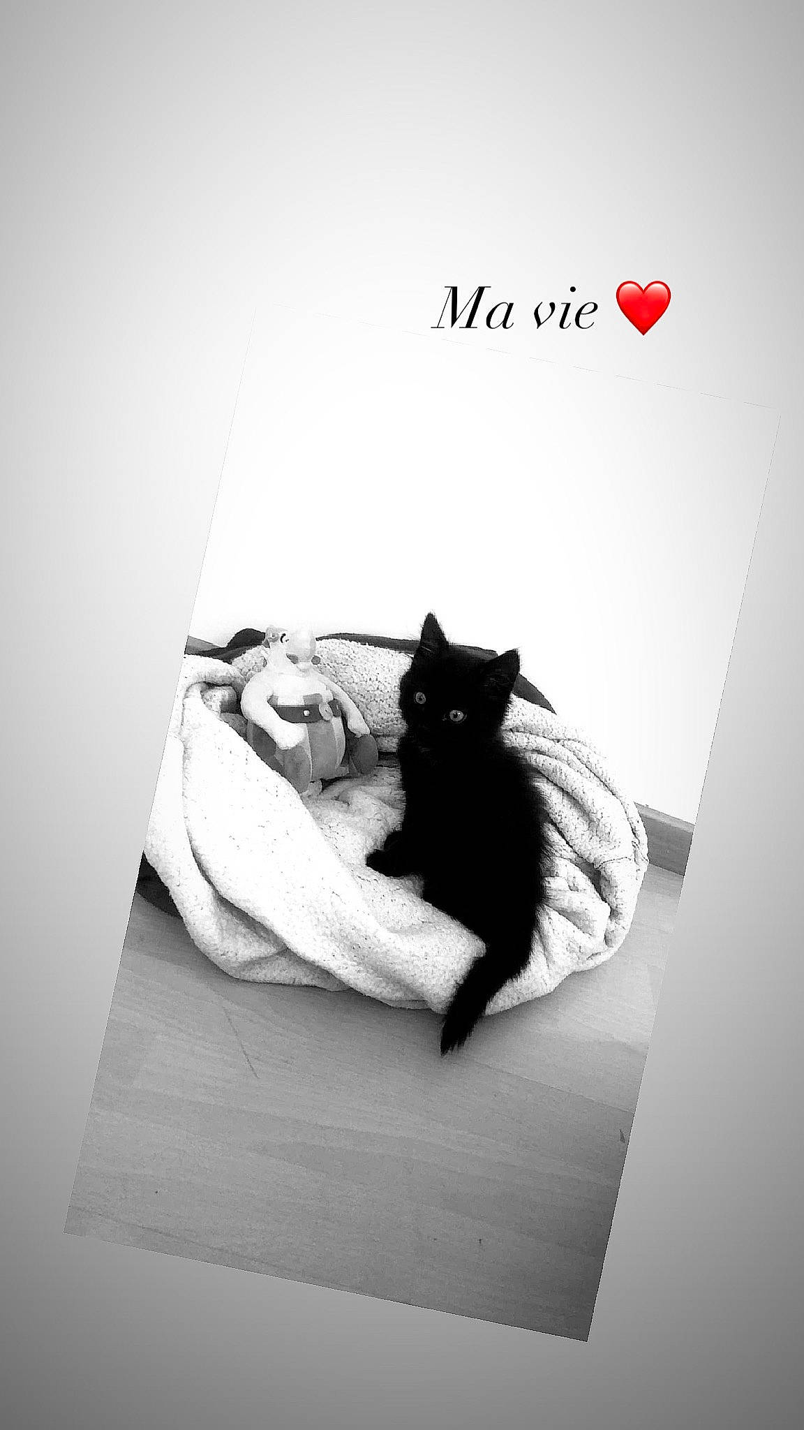 Céleste participe au concours pour gagner de l'argent avec cette photo : arm, bed, black_and_white, black_cat, carnivore, cat, comfort, felidae, font, formal_wear, fur, grey, linens, long_hair, monochrome, monochrome_photography, sitting, small_to_medium_sized_cats, tail, whiskers