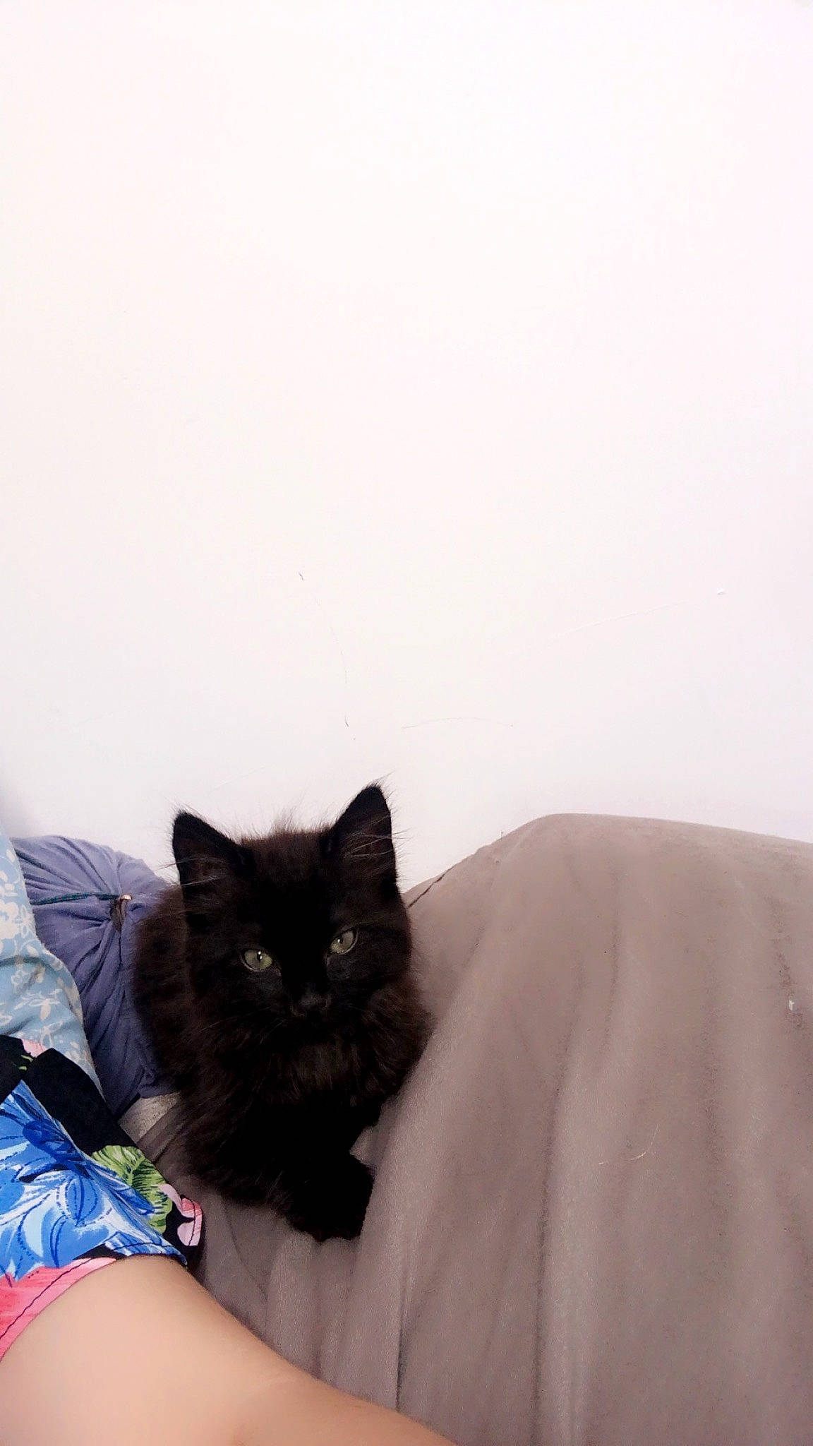 Céleste a rejoint le concours — aidez-le/la à gagner de superbes lots ! bed, bed_sheet, bedding, black_cat, carnivore, cat, comfort, couch, domestic_short_haired_cat, felidae, flooring, fur, grey, human_leg, linens, sitting, small_to_medium_sized_cats, tail, thigh, whiskers