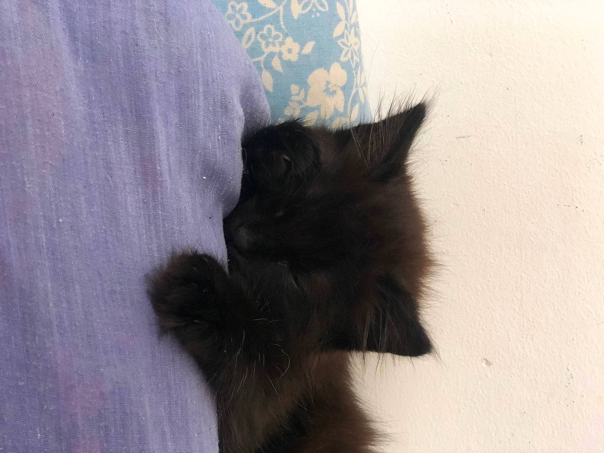 Céleste a rejoint le concours — aidez-le/la à gagner de superbes lots ! black_cat, canidae, cat, claw, dog_breed, fawn, feather, felidae, fur, grey, natural_material, paw, small_to_medium_sized_cats, tail, terrestrial_animal, textile, whiskers, window