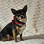 Hulk a rejoint le concours — aidez-le/la à gagner de superbes lots ! animal, background, blanket, chihuahua, collar, cozy, cute, dog, ears, fur, fur_pattern, indoor, looking, pet, portrait, red_bow, sitting, small_dog, texture, tongue