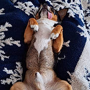 Hulk a rejoint le concours — aidez-le/la à gagner de superbes lots ! animal, black_fur, blanket, brown_fur, cozy, cute, cute_pet, dog, fur, indoors, lying_down, paw, pet, relaxed, resting, sleeping, small_dog, snowflake_pattern, tongue_out, white_fur