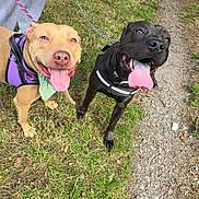 Oreo joined the competition — help win amazing prizes! accessories, adult, animal, bodypart, boxer, bulldog, canine, dog, grass, hound, labradorretriever, leash, male, man, mouth, person, pet, pitbull, plant, strap