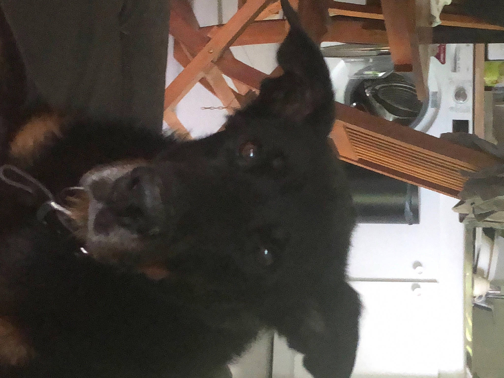 Diamond a rejoint le concours — aidez-le/la à gagner de superbes lots ! black_cat, canidae, cat, claw, dog_breed, domestic_short_haired_cat, ear, felidae, fur, natural_material, pack_animal, small_to_medium_sized_cats, snout, sporting_group, tail, terrestrial_animal, whiskers, working_animal