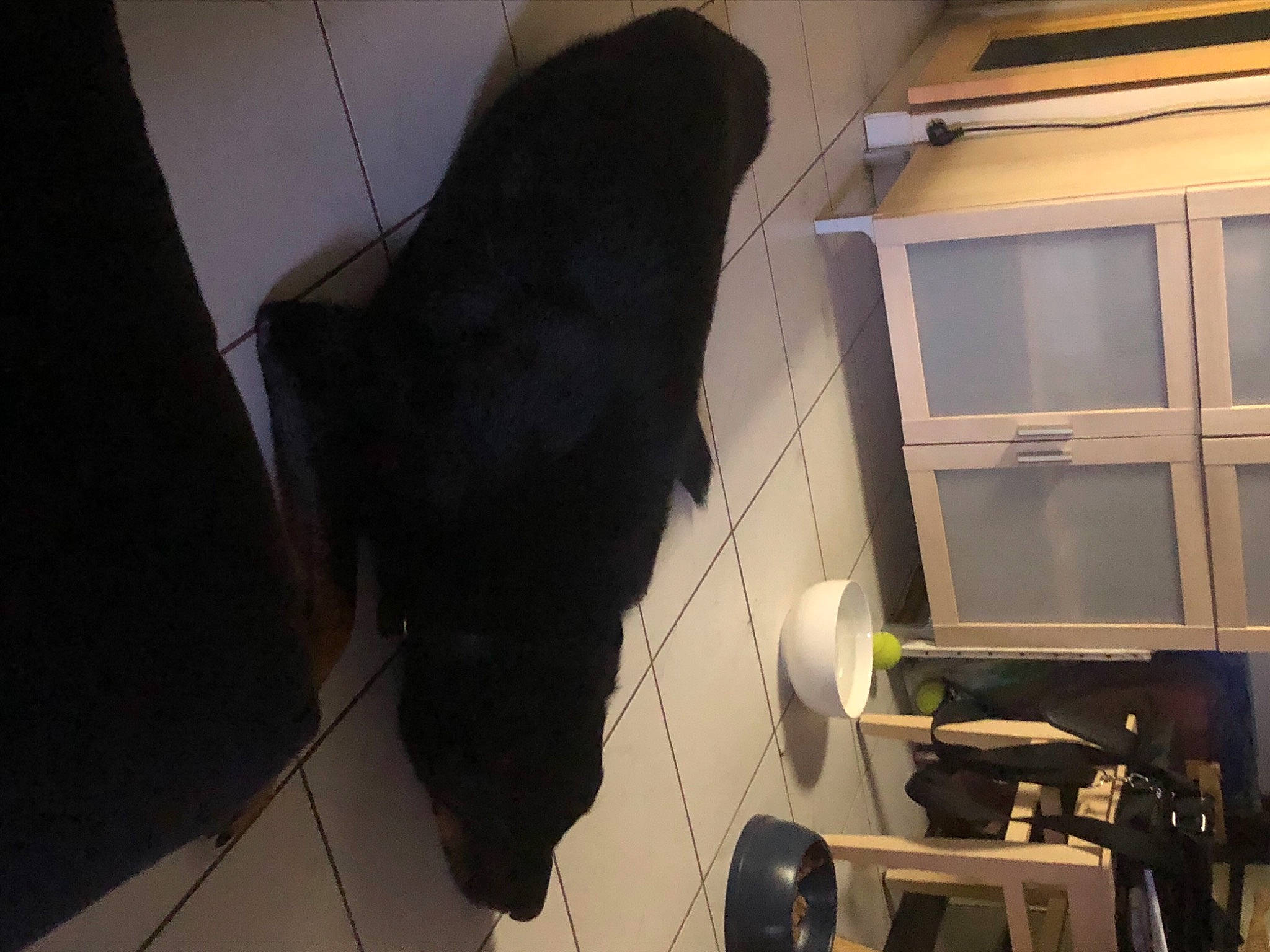 Diamond a rejoint le concours — aidez-le/la à gagner de superbes lots ! black_cat, carnivore, dog_breed, felidae, floor, flooring, fur, gas, machine, room, small_to_medium_sized_cats, sporting_group, tail, tints_and_shades, whiskers, window