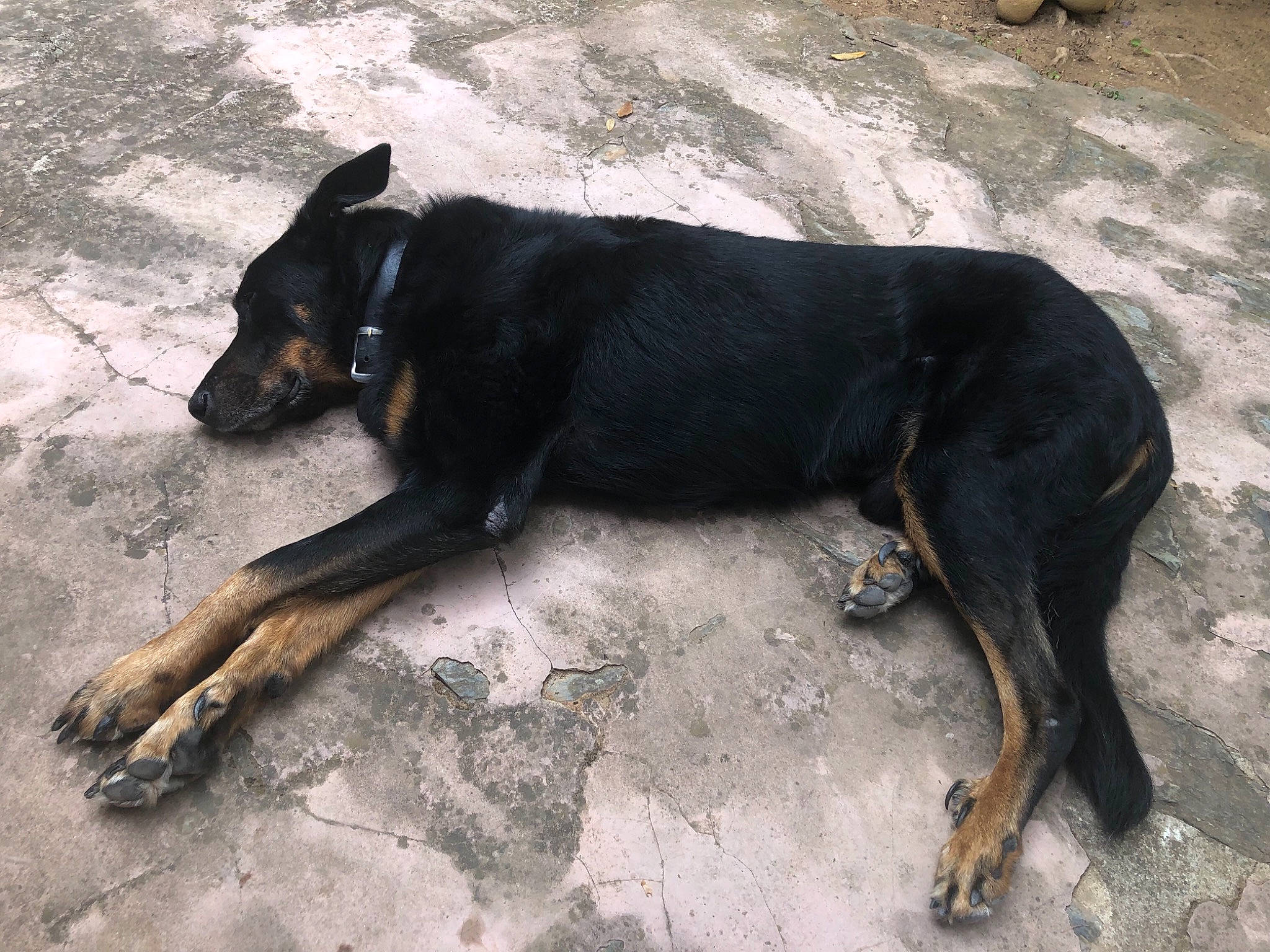 Diamond participe au concours pour gagner de l'argent avec cette photo : borador, canidae, carnivore, companion_dog, dog, dog_breed, fawn, guard_dog, hunting_dog, paw, sporting_group, street_dog, tail, terrestrial_animal, working_animal, working_dog