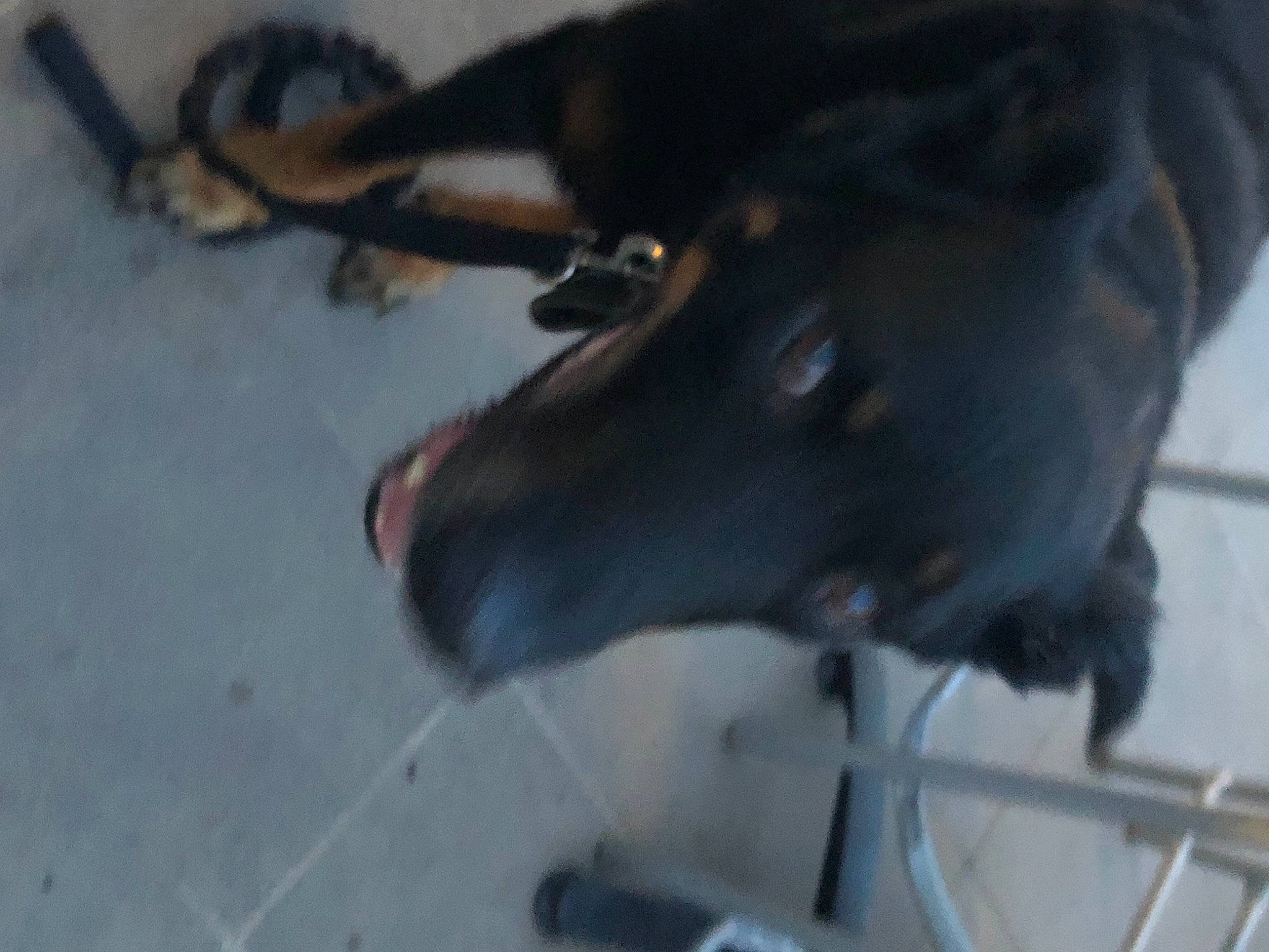 Diamond a rejoint le concours — aidez-le/la à gagner de superbes lots ! borador, carnivore, collar, companion_dog, dog, dog_breed, dog_collar, flooring, fur, guard_dog, hunting_dog, liver, snout, sporting_group, tail, terrestrial_animal, wood, working_animal, working_dog