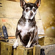 Ashley participe au concours pour gagner de l'argent avec cette photo : alert, animal, background_blur, brown, chihuahua, closeup, cute, dog, ears, face, fur, guarding, indoor, paws, pet, portrait, small_dog, vintage, white, wooden_crate
