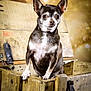 alert, animal, background_blur, brown, chihuahua, closeup, cute, dog, ears, face, fur, guarding, indoor, paws, pet, portrait, small_dog, vintage, white, wooden_crate