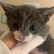 Kyo is registered to the contest to win money with this photo: animal, cat, close_up, curious_eyes, cute, domestic_animal, feline, fur, gray, hand, holding, indoor, kitten, pet, pink_nose, portrait, soft, whiskers, white, young