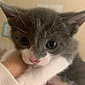 kitten, cat, gray, white, close_up, whiskers, pink_nose, curious_eyes, pet, animal, feline, cute, young, indoor, hand, holding, soft, fur, portrait, domestic_animal