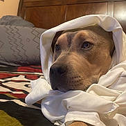 Baby Garcia joined the competition — help win amazing prizes! animal, bed, blanket, brown_dog, canine, closeup, comfort, cozy, dog, domestic_animal, fur, furniture, headboard, indoor, living_room, paw, portrait, relaxed, resting, sleepy