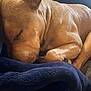 Baby Garcia joined the competition — help win amazing prizes! animal, blanket, close_up, comfort, cozy, cute, dog, fur, indoors, mammal, nap, paw, peaceful, pet, relaxed, resting, sleeping, soft, tan, warm