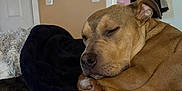 Baby Garcia is registered to the contest to win money with this photo: animal, bed, blanket, brown_dog, canine, clothes, cozy, dog, door, fur, hanger, home, indoor, mirror, paw, pet, quiet, relaxation, resting, sleeping