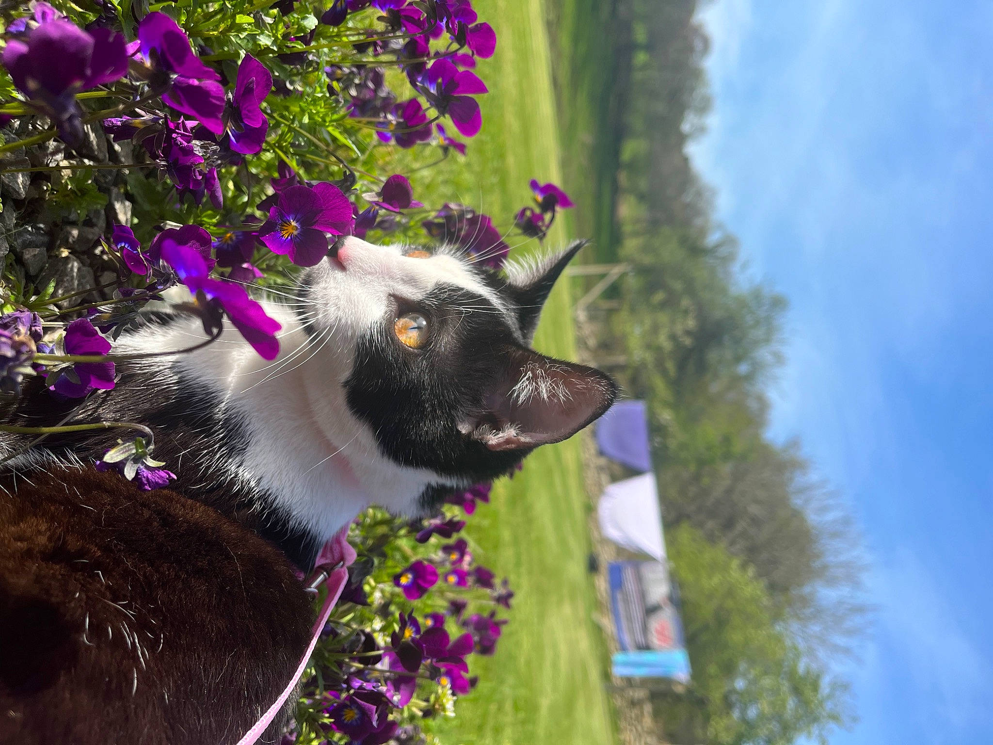 Nini a rejoint le concours — aidez-le/la à gagner de superbes lots ! annual_plant, carnivore, cloud, dog, dog_breed, fawn, felidae, flower, flowering_plant, grass, herbaceous_plant, magenta, petal, plant, purple, shrub, sky, small_to_medium_sized_cats, tree, whiskers