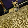 Luckysidecar joined the competition — help win amazing prizes! dog, chihuahua, small_dog, bed, leopard_print, harness, indoor, television, furniture, pet, animal, brown, tan, cute, looking_at_camera, domestic, resting, household_items, electronics, living_room