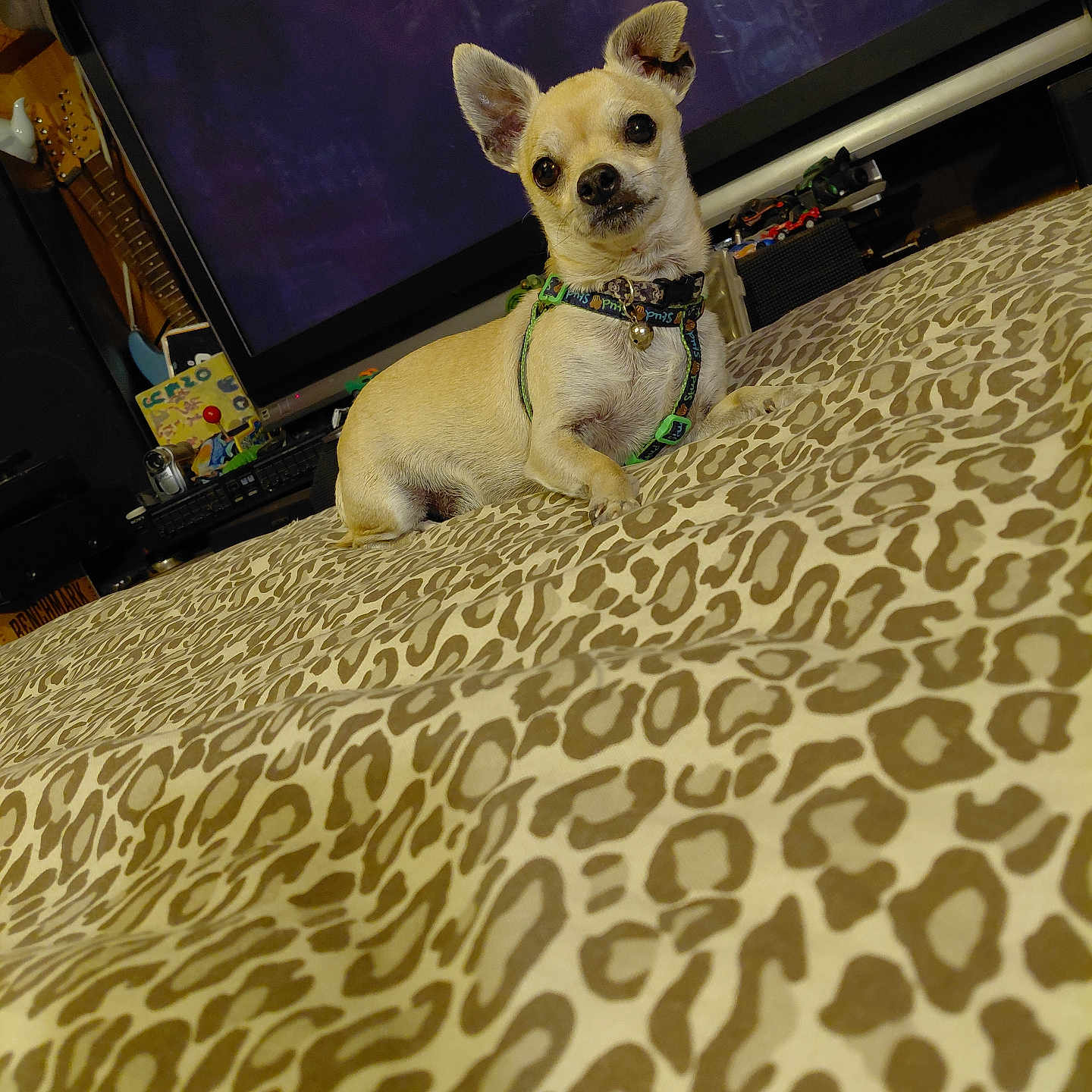 Luckysidecar joined the competition — help win amazing prizes! dog, chihuahua, small_dog, bed, leopard_print, harness, indoor, television, furniture, pet, animal, brown, tan, cute, looking_at_camera, domestic, resting, household_items, electronics, living_room
