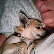 Luckysidecar joined the competition — help win amazing prizes! dog, person, close_up, indoor, bedroom, pillow, snuggling, pet, relaxing, casual, light, animal, companion, resting, human, face, fur, collar, comfort, intimate