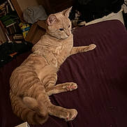 Shrimp is registered to the contest to win money with this photo: animal, box, cat, clothes, cozy, cute, domestic_cat, ears, fur, furniture, ginger_cat, home, indoor, lying_down, paw, pet, purple_blanket, relaxed, resting, tail