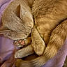 Shrimp joined the competition — help win amazing prizes! animal, blanket, cat, cozy, curled_up, cute, domestic_cat, fur, ginger_cat, indoor, mammal, paw_pads, pet, purple, relaxing, resting, sleeping, soft, tail, whiskers