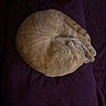 Shrimp joined the competition — help win amazing prizes! animal, cat, cozy, curled_up, cute, domestic_animal, feline, fur, ginger_cat, indoor, nap, peaceful, pet, pillow, purple, quiet, relaxation, resting, sleeping, soft