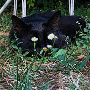 Bella participe au concours pour gagner de l'argent avec cette photo : animal, black_cat, camouflage, cat, closeup, daisies, ears, feline, flowers, grass, greenery, ground, hidden, leaf, nature, outdoor, pet, plant, resting, wildlife