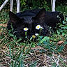 animal, black_cat, camouflage, cat, closeup, daisies, ears, feline, flowers, grass, greenery, ground, hidden, leaf, nature, outdoor, pet, plant, resting, wildlife