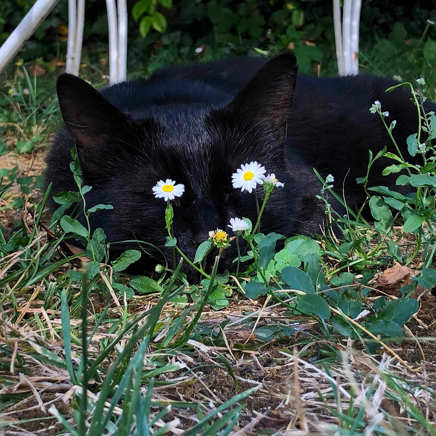 Bella