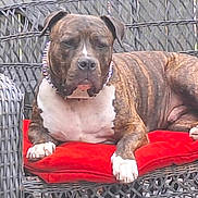 Trigger joined the competition — help win amazing prizes! dog, brindle, outdoor, wicker_chair, red_cushion, pet, animal, relaxed, seated, paw, collar, furniture, backyard, daylight, canine, resting, domestic_animal, closeup, summer, portrait