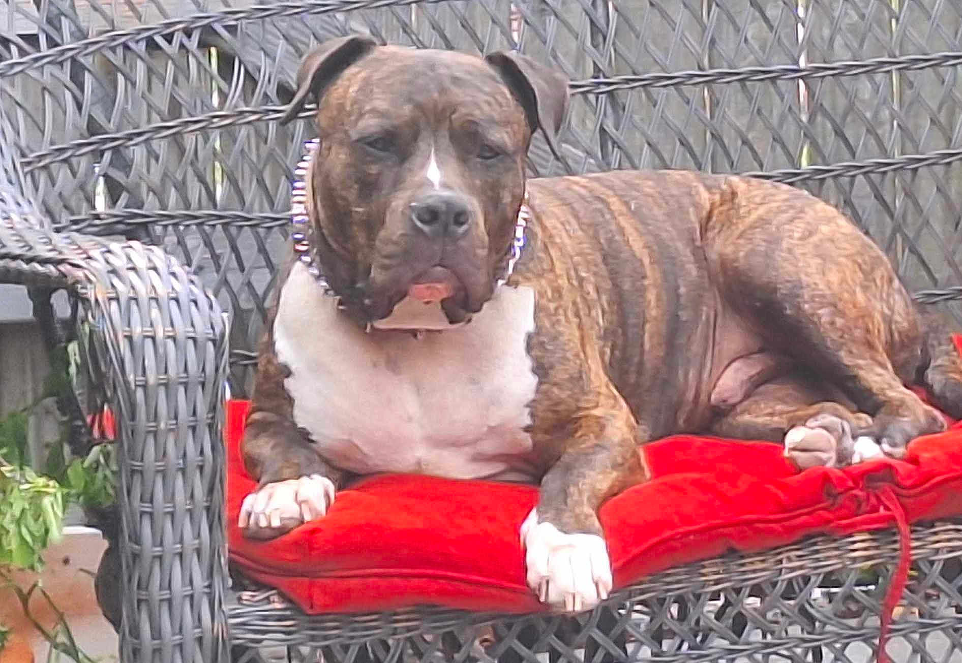 Trigger joined the competition — help win amazing prizes! dog, brindle, outdoor, wicker_chair, red_cushion, pet, animal, relaxed, seated, paw, collar, furniture, backyard, daylight, canine, resting, domestic_animal, closeup, summer, portrait