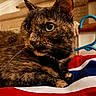 Hazel is registered to the contest to win money with this photo: cat, tortoiseshell, pet, indoor, close_up, fabric, hanger, stairs, fur, green_eyes, resting, animal, cozy, domestic, mammal, whiskers, portrait, feline, relaxed, household