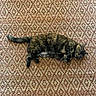 Hazel joined the competition — help win amazing prizes! cat, tortoiseshell, sleeping, carpet, pattern, indoor, pet, feline, resting, cozy, fur, animal, home, relaxation, texture, brown, orange, black, quiet, comfort