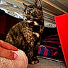 cat, tortoiseshell, indoor, bed_frame, blanket, carpet, hand, red_box, striped_fabric, pet, feline, curious, green_eyes, cozy, animal, domestic, closeup, resting, soft_texture, furniture