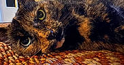Hazel is registered to the contest to win money with this photo: cat, tortoiseshell_cat, close_up, indoor, rug, orange, beige, texture, pet, animal, feline, whiskers, fur, green_eyes, relaxing, lying_down, home, cozy, curious, portrait