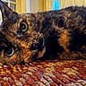 cat, tortoiseshell_cat, close_up, indoor, rug, orange, beige, texture, pet, animal, feline, whiskers, fur, green_eyes, relaxing, lying_down, home, cozy, curious, portrait