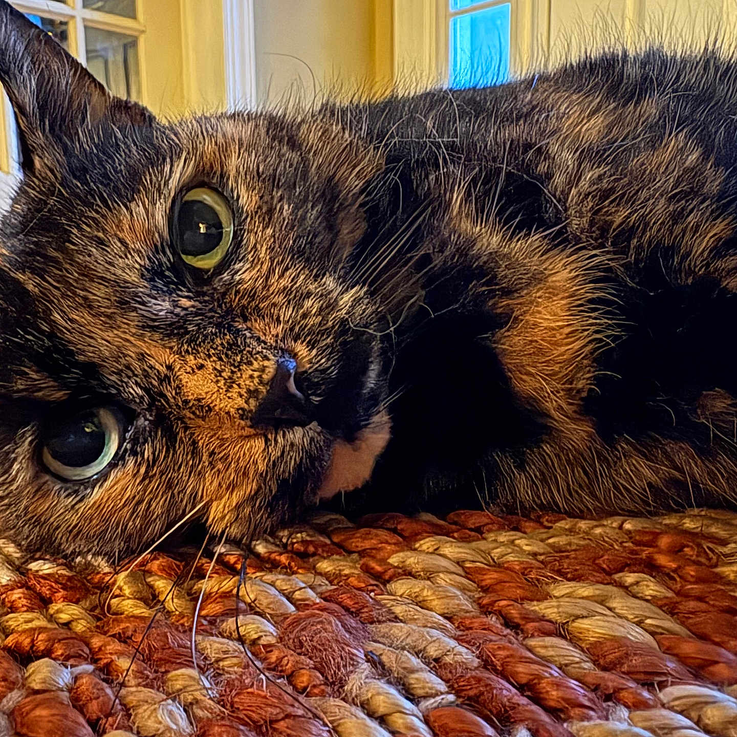 Hazel