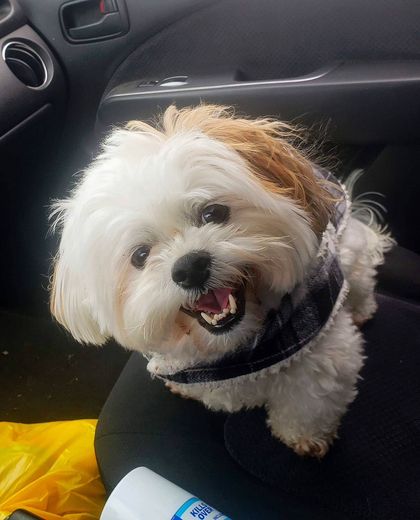 Shorty is registered to the contest to win money with this photo: auto_part, canidae, car_seat, car_seat_cover, carnivore, companion_dog, dog, dog_breed, dog_collar, eyewear, family_car, fur, personal_luxury_car, small_terrier, snout, sporting_group, terrier, toy_dog, vehicle_door, working_animal