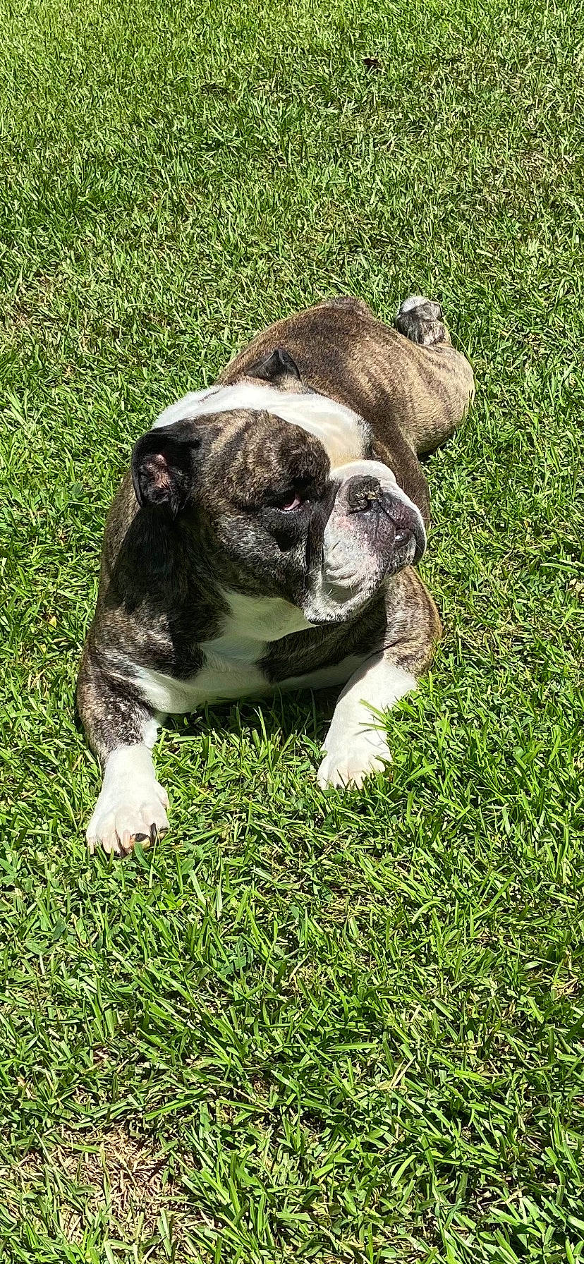 Cesar joined the competition — help win amazing prizes! bulldog, canidae, carnivore, companion_dog, dog, dog_breed, fawn, french_bulldog, grass, groundcover, lawn, molosser, plant, snout, sporting_group, terrestrial_animal, toy_dog, working_animal, working_dog, wrinkle
