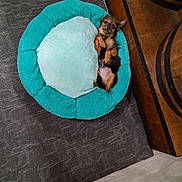 Ladybug is registered to the contest to win money with this photo: dog, pet_bed, teal, fluffy, small_dog, indoor, carpet, wooden_furniture, relaxed, lying_down, cute, cozy, animal, puppy, fur, ears, floor, home, resting, looking