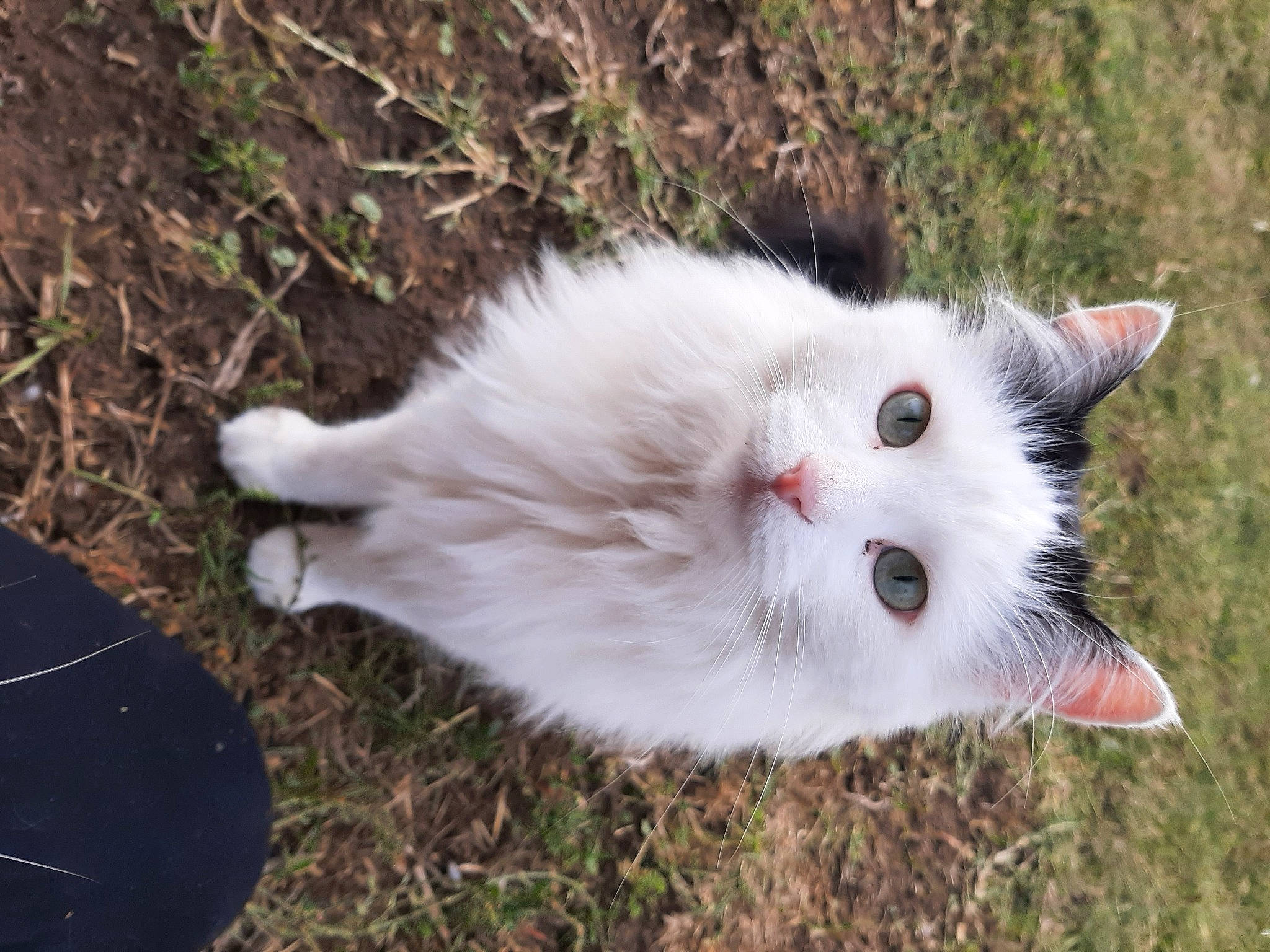 Beth joined the competition — help win amazing prizes! carnivore, cat, domestic_short_haired_cat, fawn, felidae, fur, grass, iris, plant, small_to_medium_sized_cats, snout, tail, terrestrial_animal, tree, whiskers