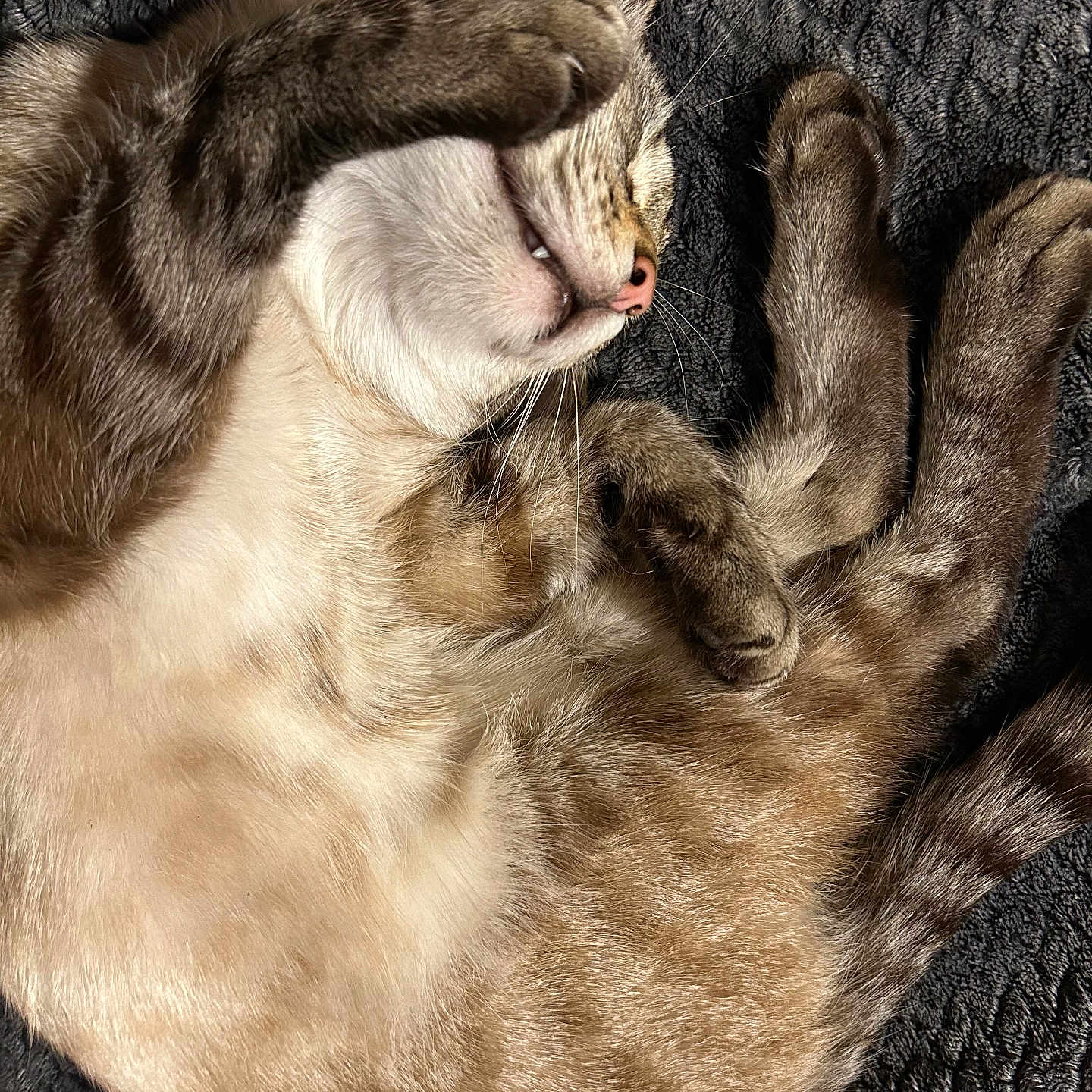 Little Boyfriend is registered to the contest to win money with this photo: abyssinian, animal, bodypart, cat, chair, claw, couch, electronics, furniture, hardware, hardwood, hook, kitten, manx, mouth, person, pet, siamese, sleeping, wood