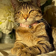 Sweety is registered to the contest to win money with this photo: animal, background, bell, cat, closeup, collar, cozy, cute, domestic_cat, flower, fur, golden_eyes, indoor, paws, pet, portrait, relaxed, soft_light, tabby, whiskers