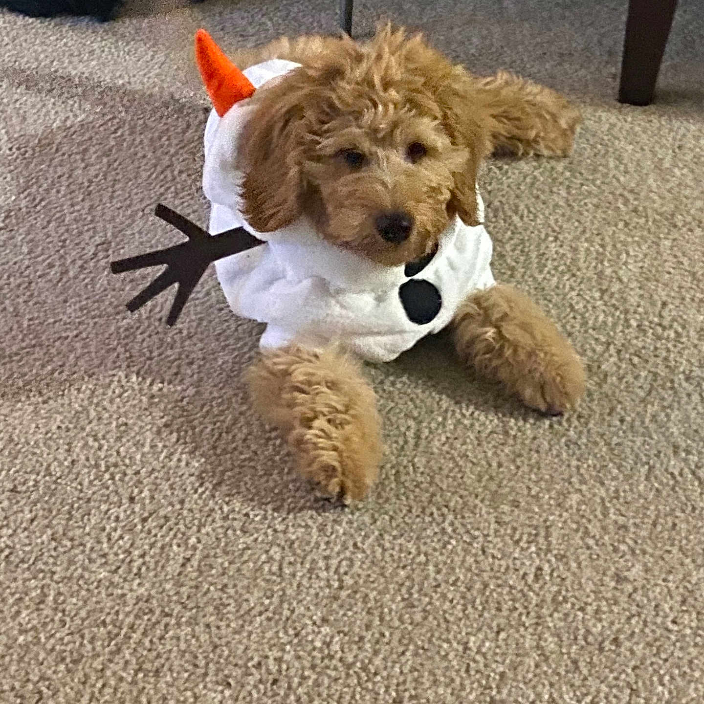 Jesse is registered to the contest to win money with this photo: adorable, animal, brown, carpet, costume, cozy, cute, decor, dog, dress_up, fluffy, funny, fur, holiday, home, indoor, lying_down, pet, small_dog, snowman