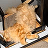 cat, orange_cat, fluffy, long_hair, furry, sleeping, relaxed, upside_down, lounging, pet, animal, whiskers, paws, belly, chair, furniture, indoor, home, wood, sunlight